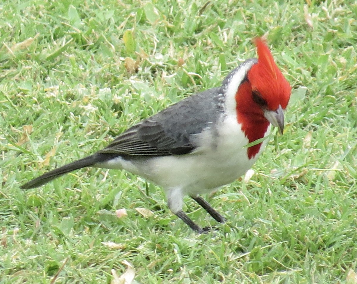 Red-crested Cardinal - ML614034714
