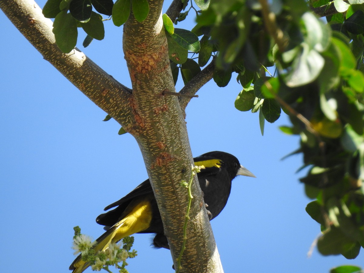 Yellow-winged Cacique - ML614034728