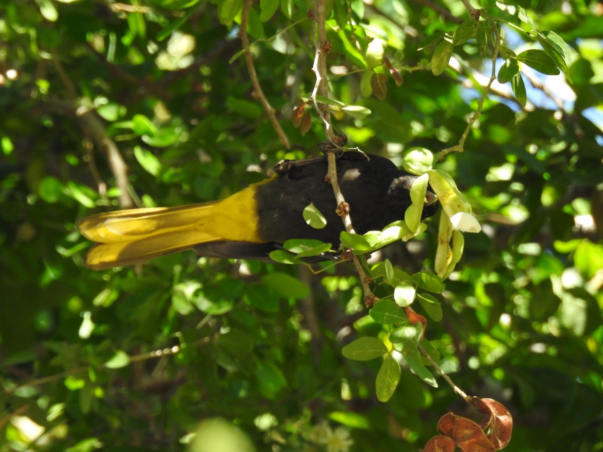 Yellow-winged Cacique - ML614034729