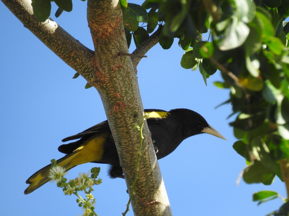 Yellow-winged Cacique - ML614034730