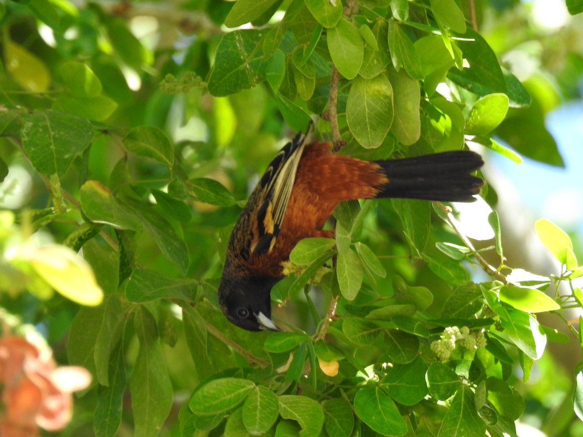 Orchard Oriole - ML614034741