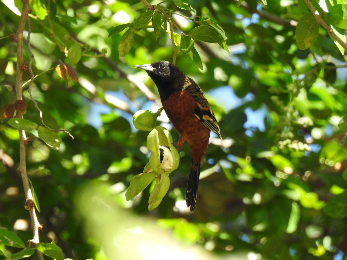 Orchard Oriole - ML614034744