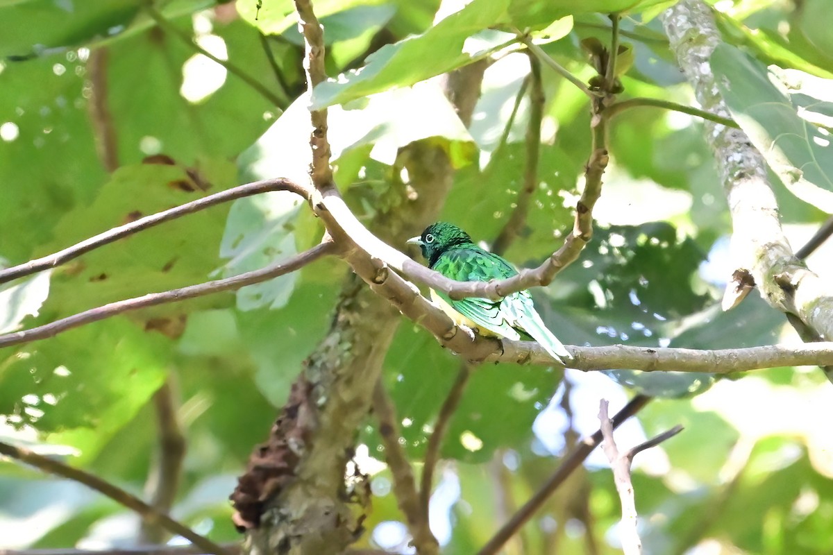 African Emerald Cuckoo - ML614034760