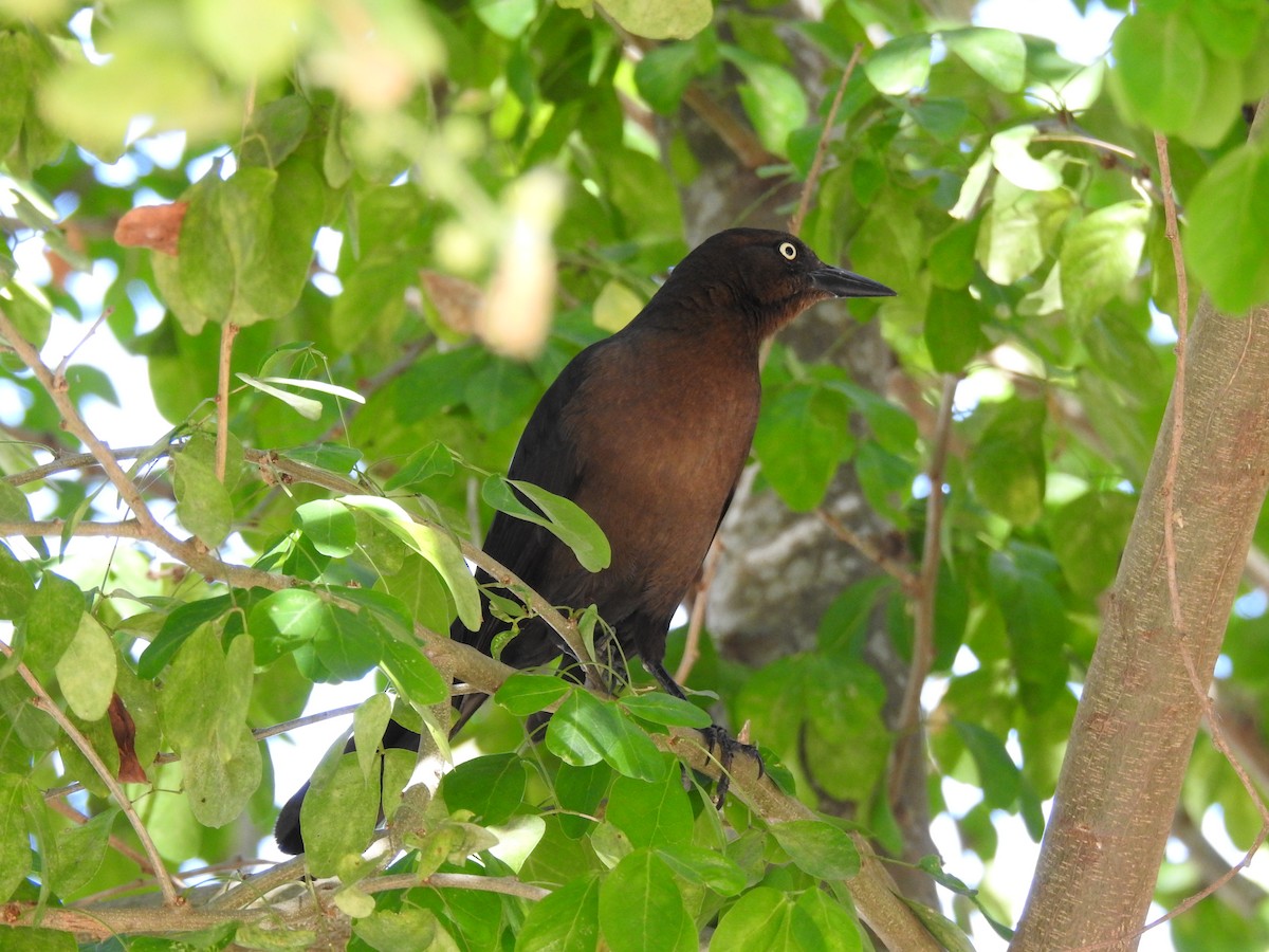 Great-tailed Grackle - ML614034796