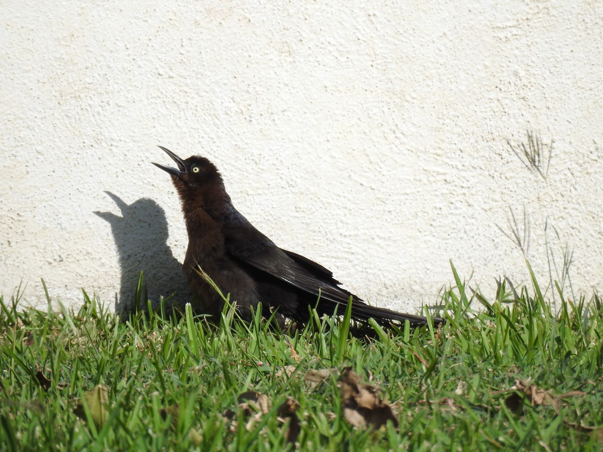 Great-tailed Grackle - ML614034799