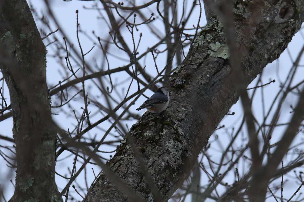 White-breasted Nuthatch - ML614034815