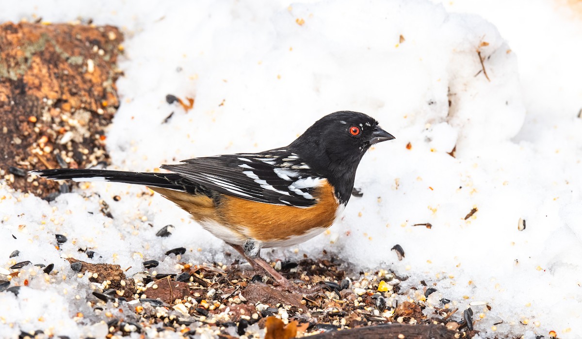 Spotted Towhee - ML614035052