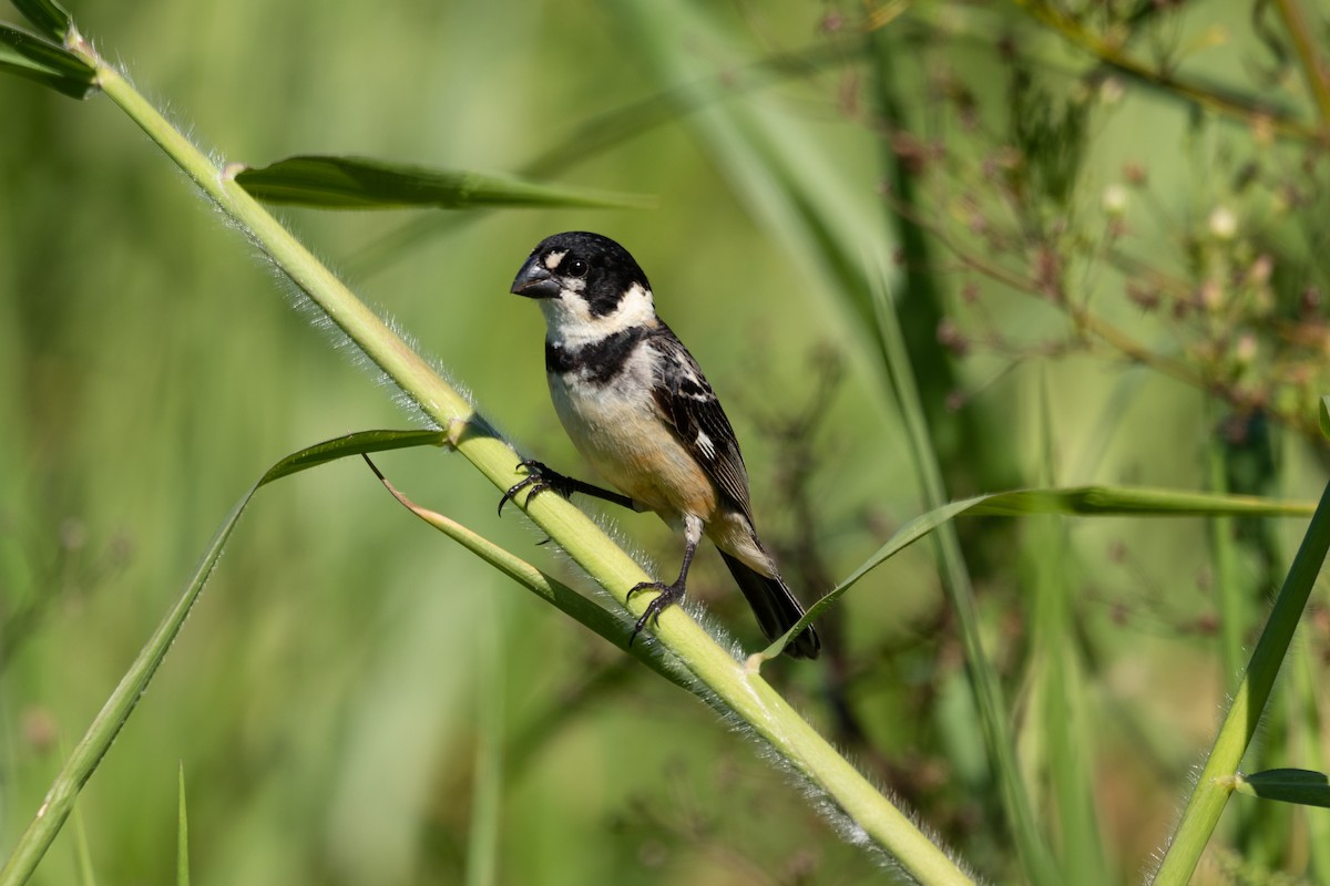 Rusty-collared Seedeater - ML614035073