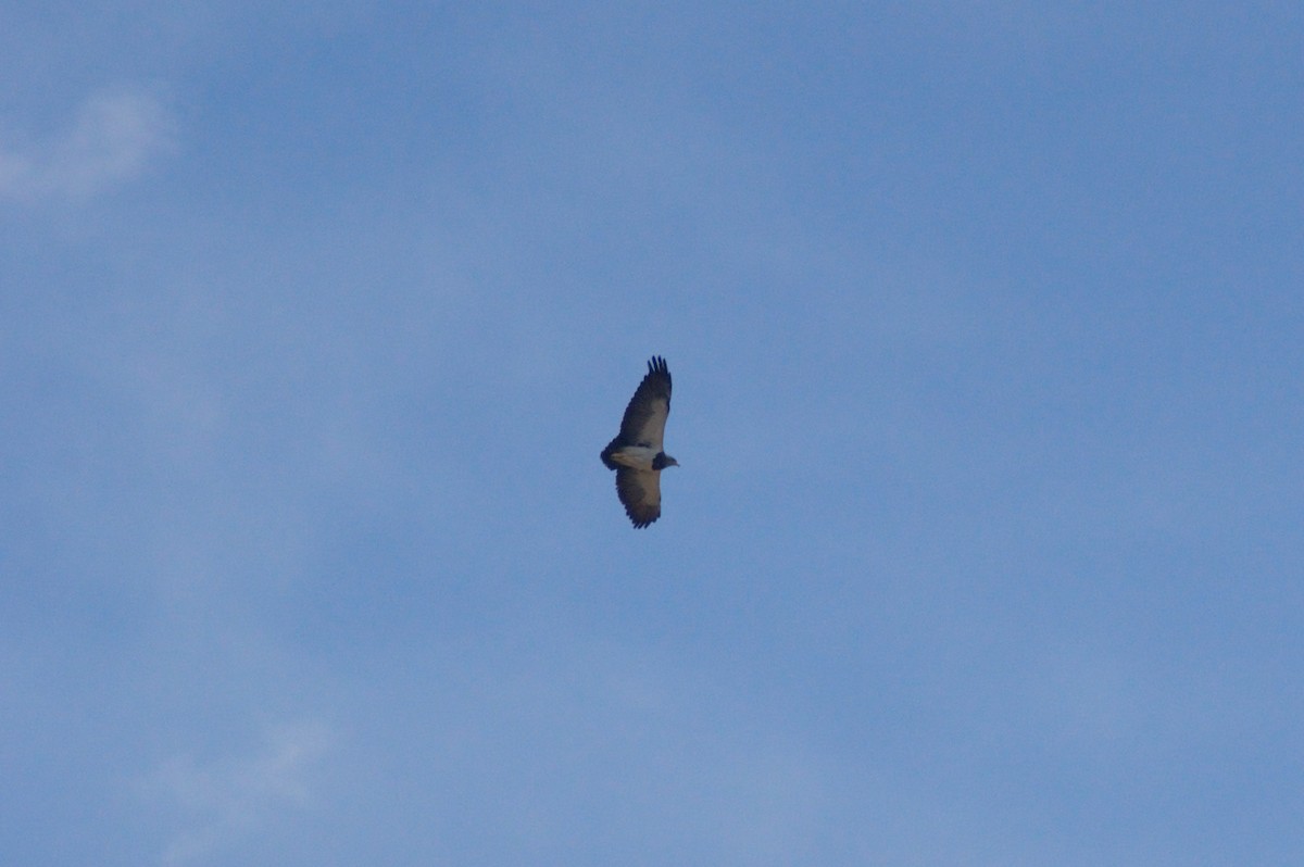 Black-chested Buzzard-Eagle - ML614035122