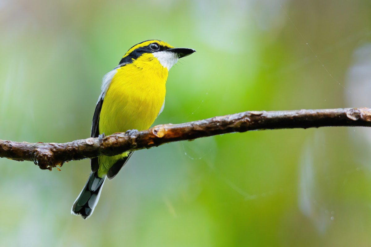 Yellow-breasted Boatbill - ML614036335