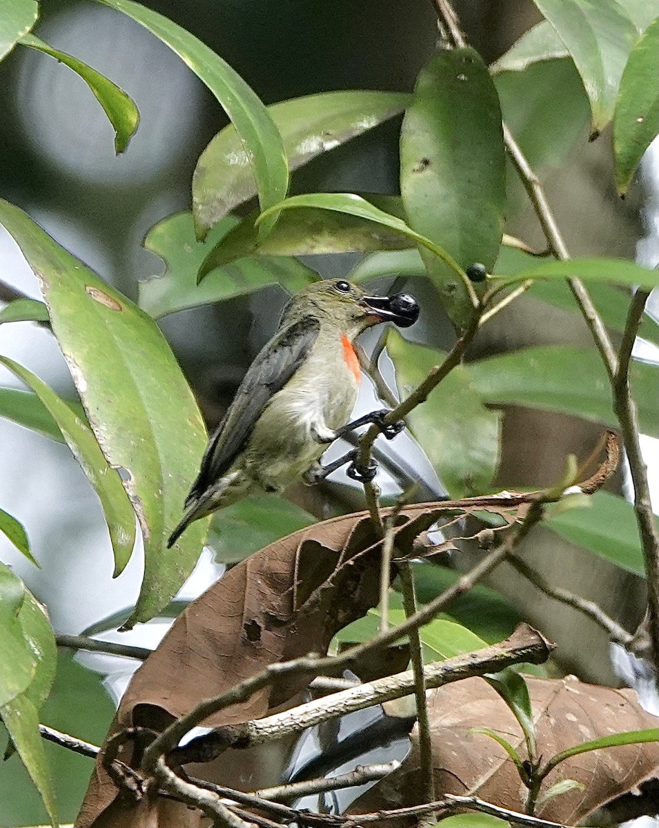 Olive-crowned Flowerpecker - ML614037055