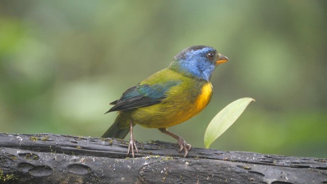 Moss-backed Tanager - ML614037158