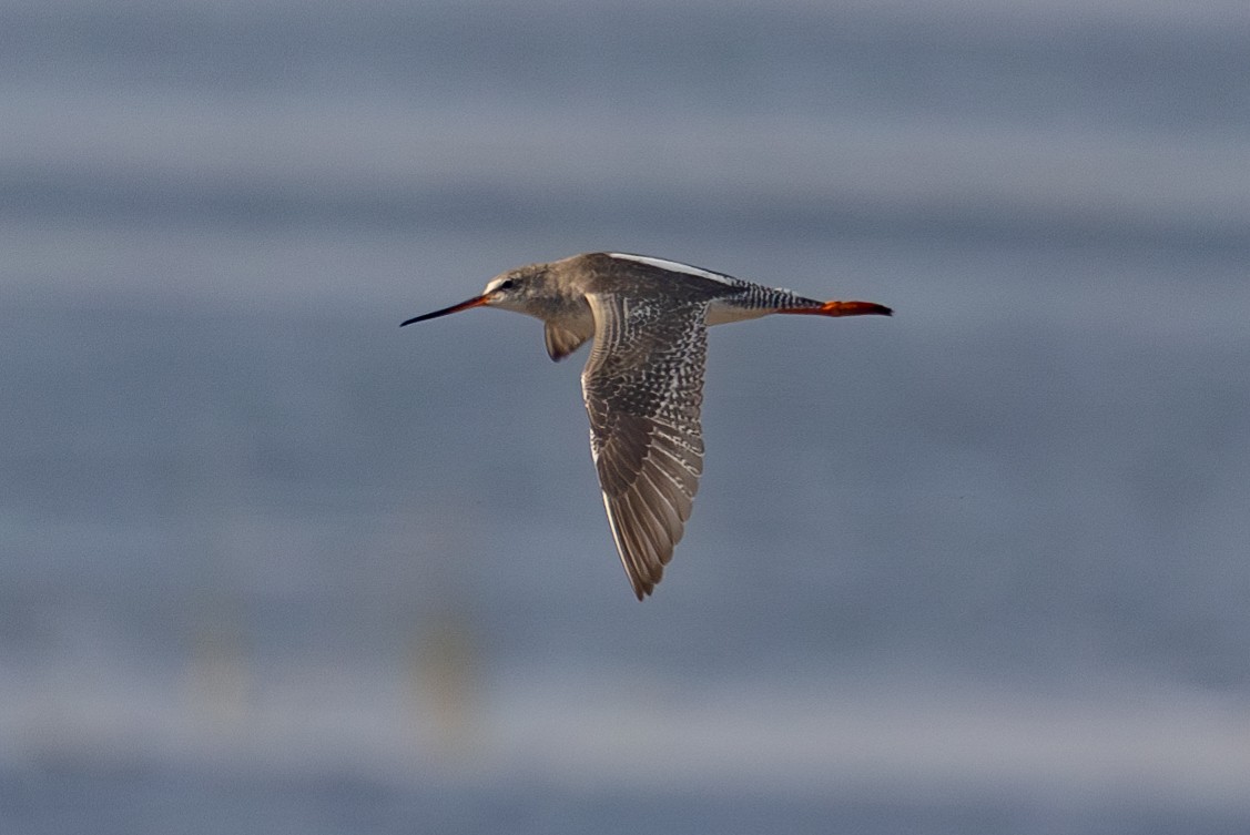 Spotted Redshank - ML614037172