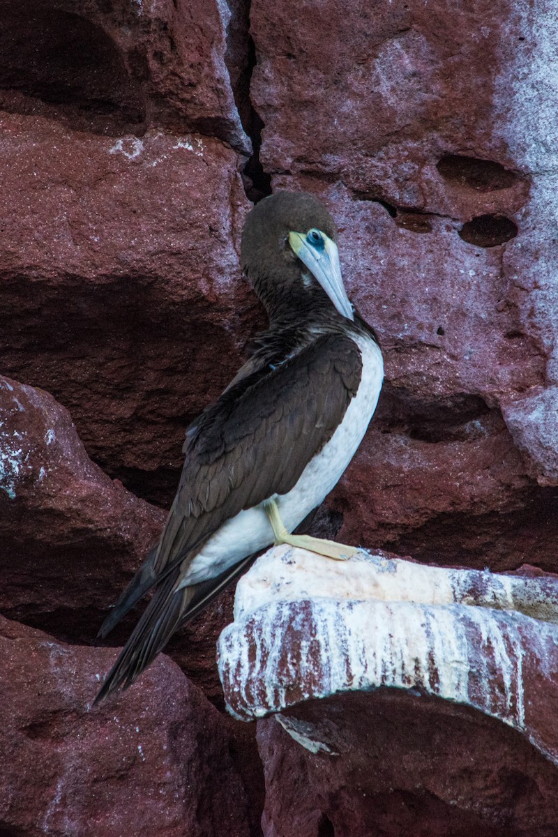 Brown Booby - ML614037522
