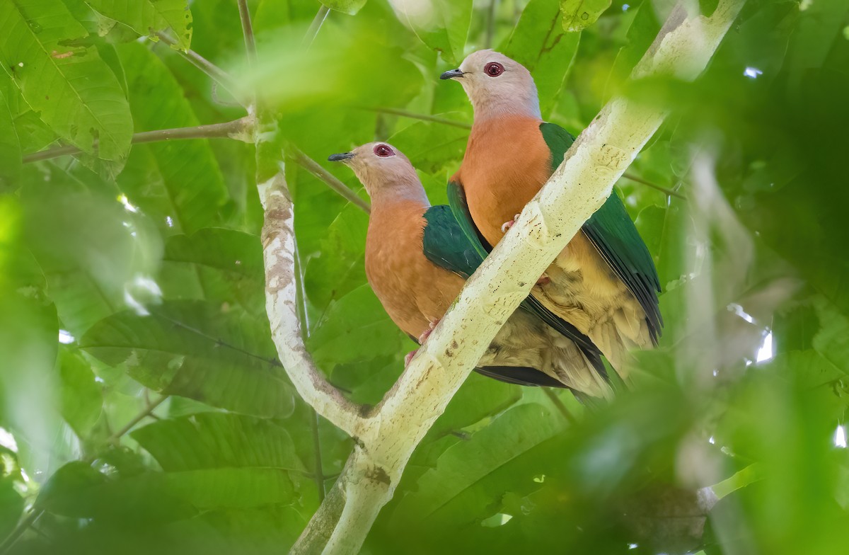 Purple-tailed Imperial-Pigeon - ML614037610