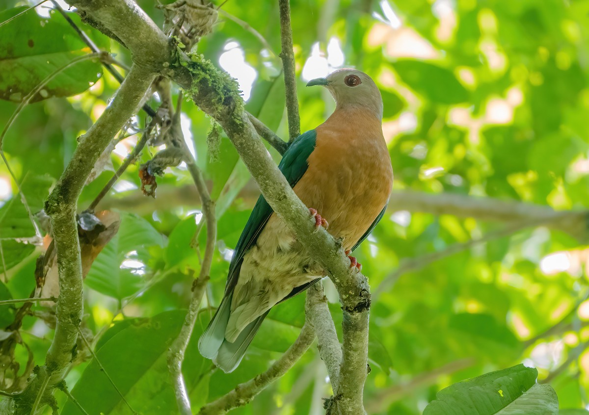 Purple-tailed Imperial-Pigeon - ML614037611