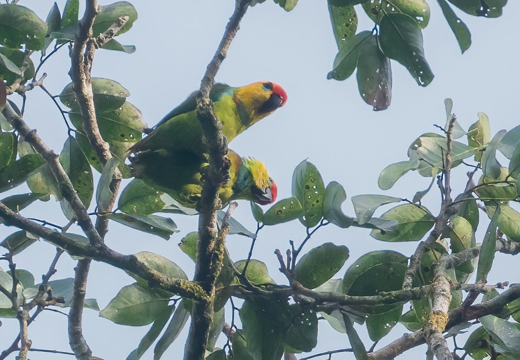 Large Fig-Parrot - ML614037639