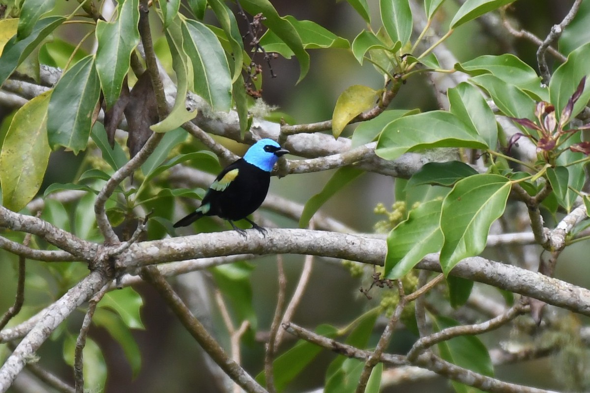 Blue-necked Tanager - ML614037665