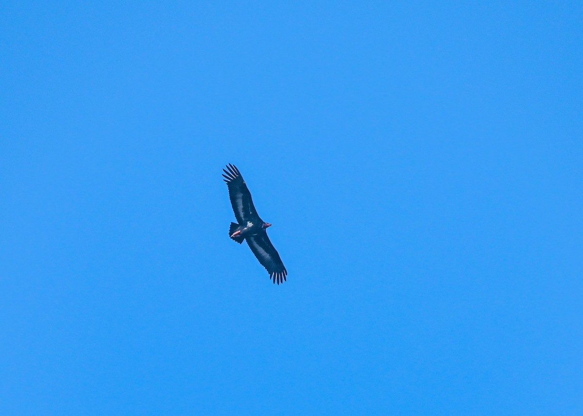 Red-headed Vulture - ML614037730