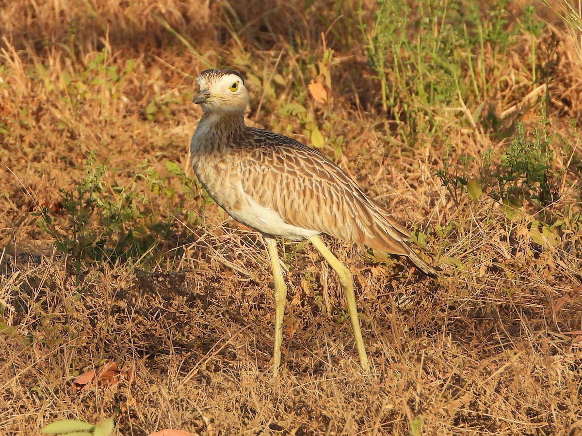 Double-striped Thick-knee - ML614037830
