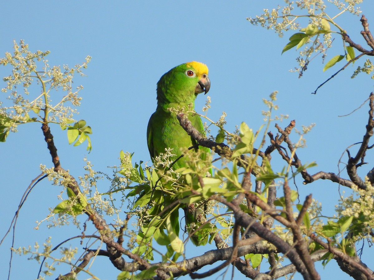 Yellow-crowned Parrot - ML614037864
