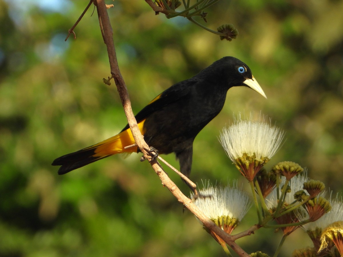 Yellow-rumped Cacique - ML614037878