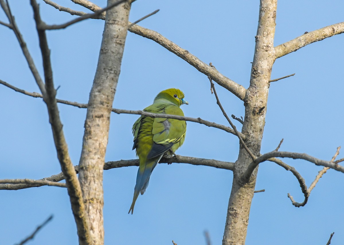 Pin-tailed Green-Pigeon - Venugopala Prabhu S