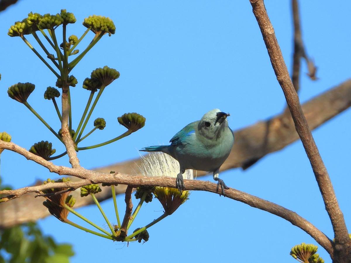 Blue-gray Tanager - ML614037894