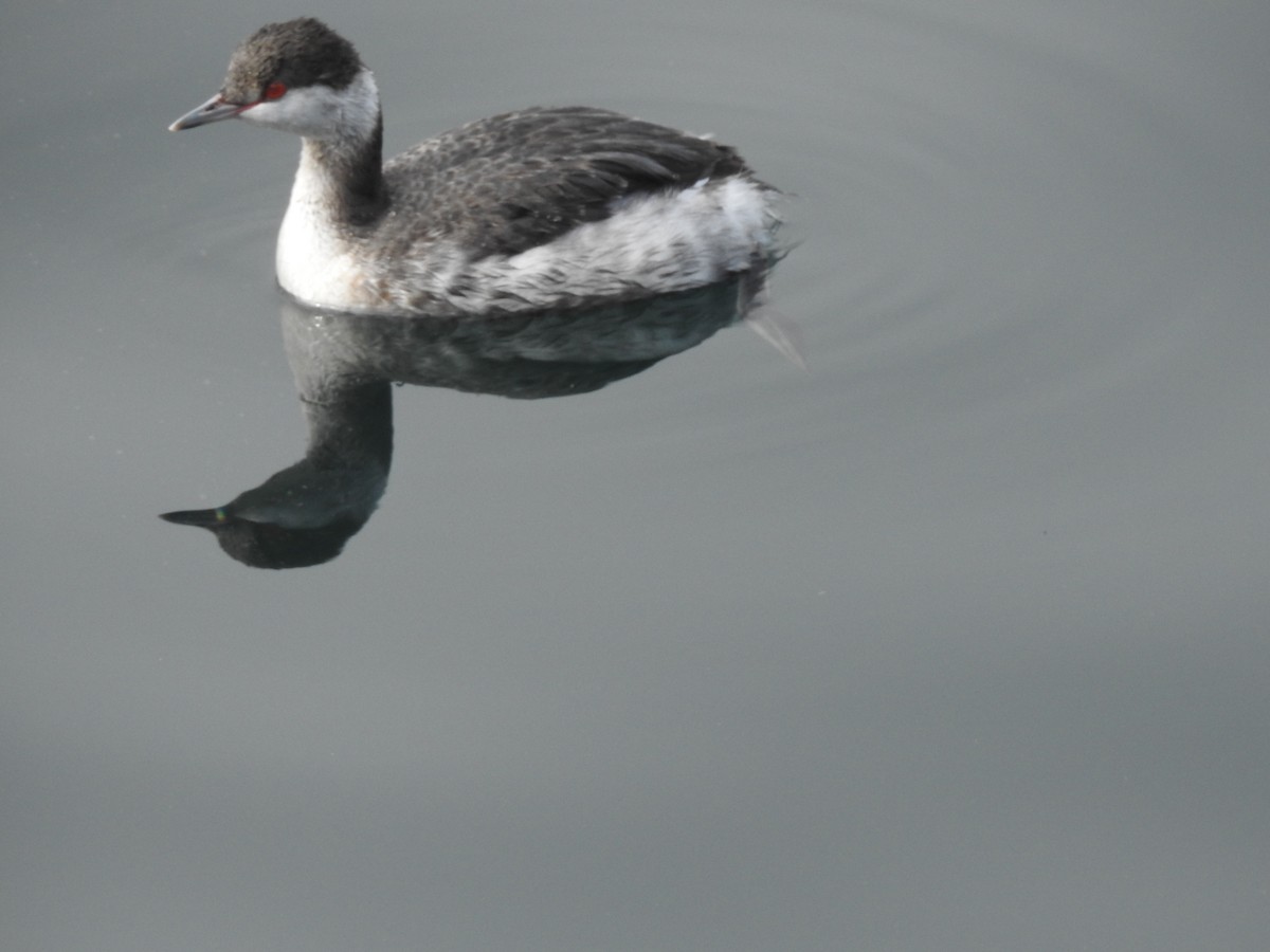 EBird Checklist 24 Jan 2024 Fishermans Wharf Monterey Harbor 12   1200