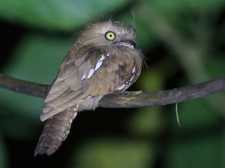  - Bornean Frogmouth