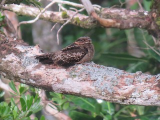  - Solomons Nightjar