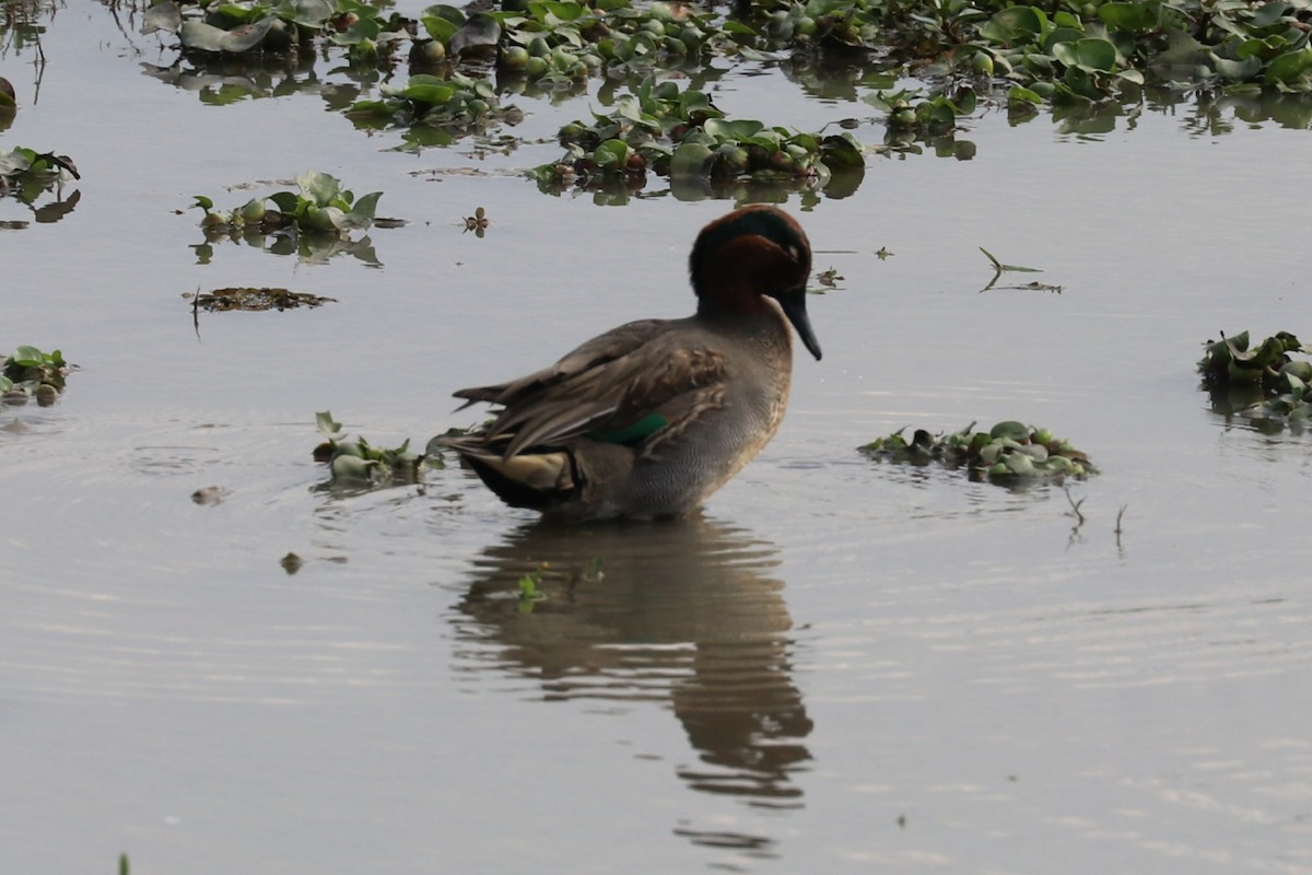 Green-winged Teal - ML614038281