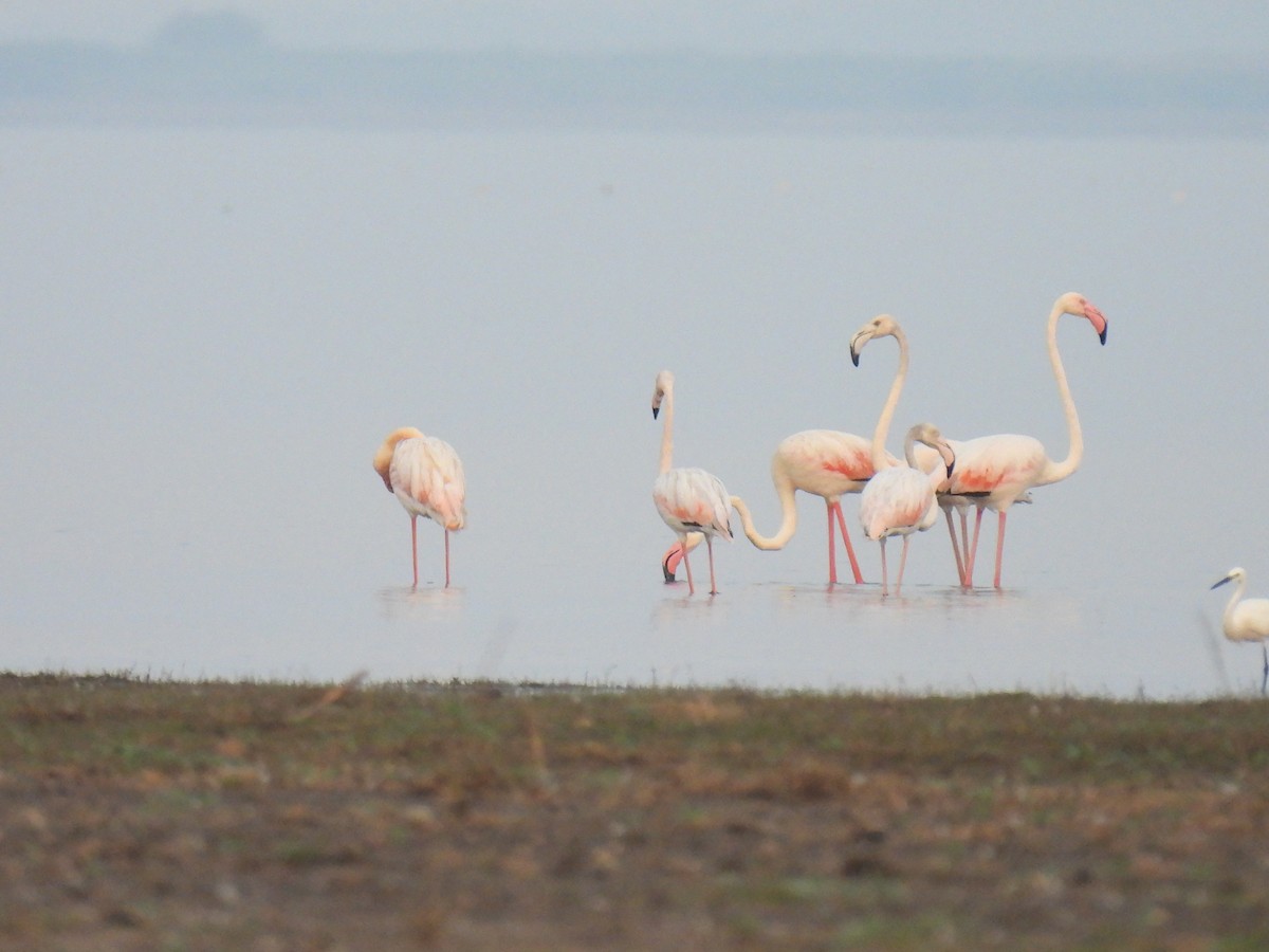 Greater Flamingo - ML614038522