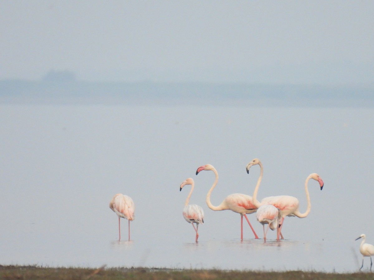 Greater Flamingo - ML614038523