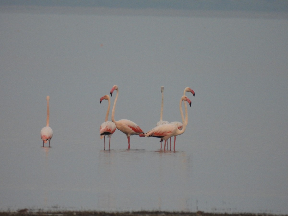 Greater Flamingo - ML614038525