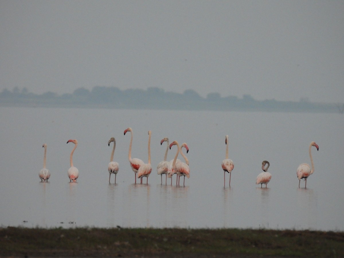 Greater Flamingo - ML614038526