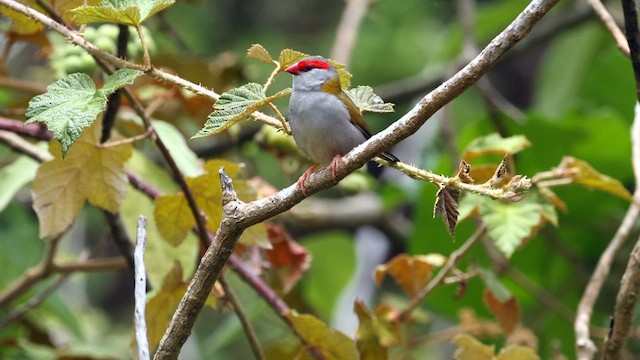 Red-browed Firetail - ML614038664