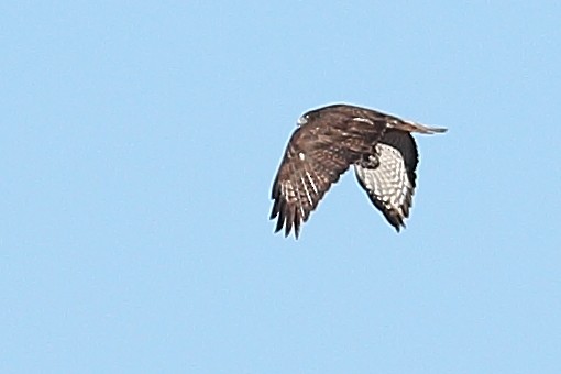 Red-tailed Hawk (Harlan's) - ML614038732