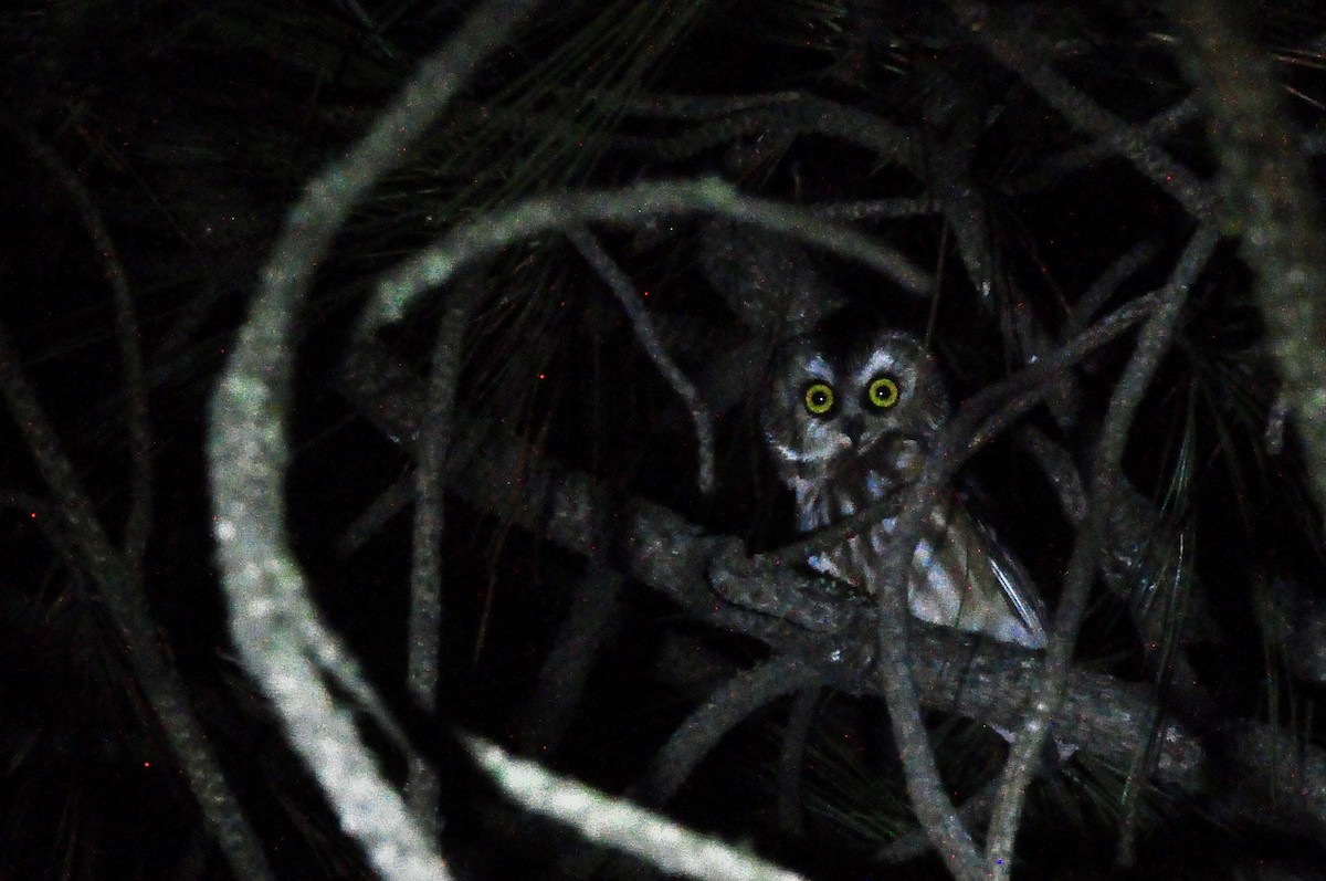 Northern Saw-whet Owl (acadicus) - Micah Grove