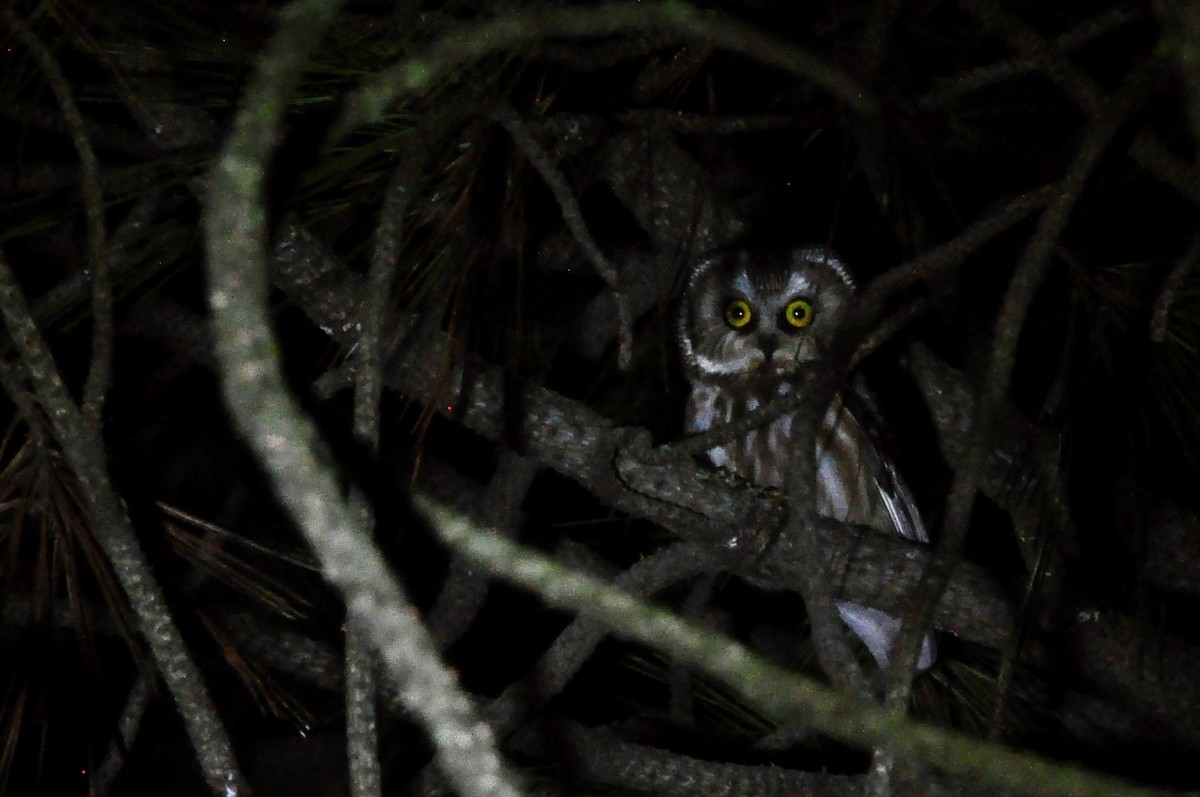 Northern Saw-whet Owl (acadicus) - ML614038755