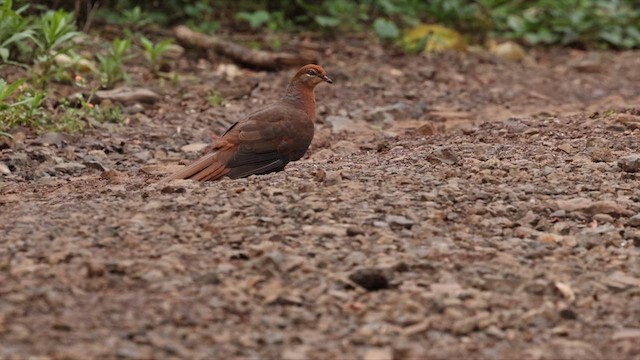 Brown Cuckoo-Dove - ML614038783