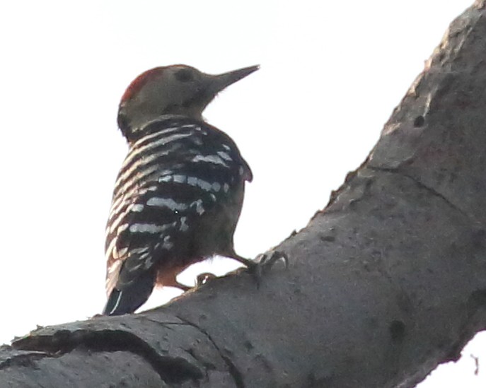 Fulvous-breasted Woodpecker - ML614039078