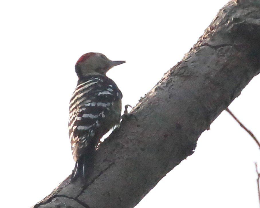 Fulvous-breasted Woodpecker - ML614039079
