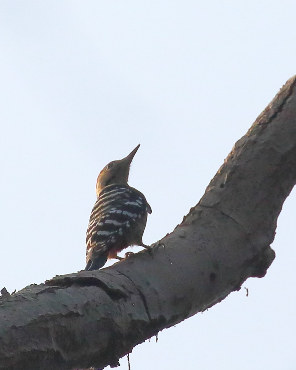 Fulvous-breasted Woodpecker - ML614039080