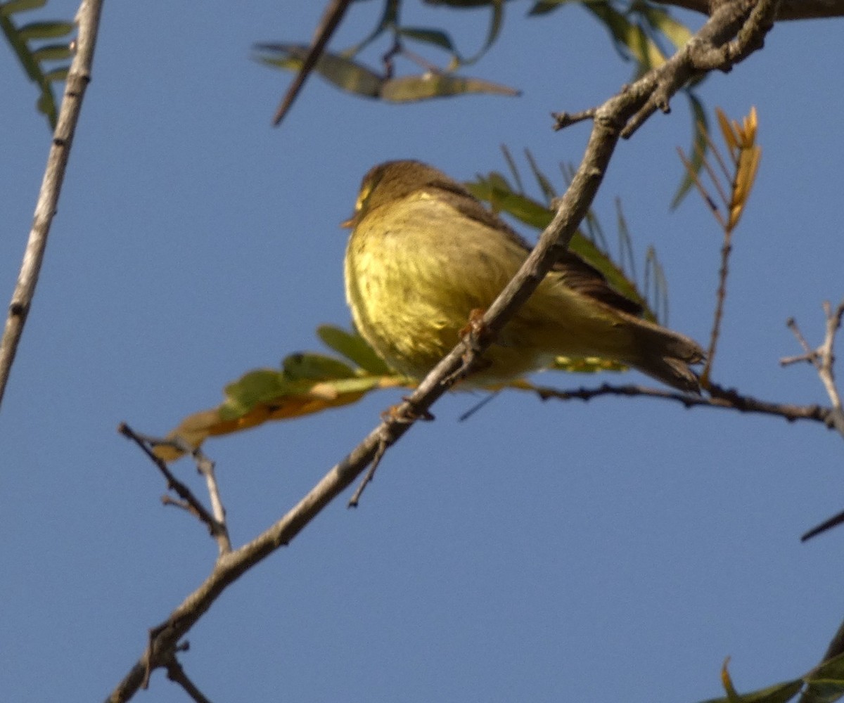 Tickell's Leaf Warbler (Tickell's) - ML614039279
