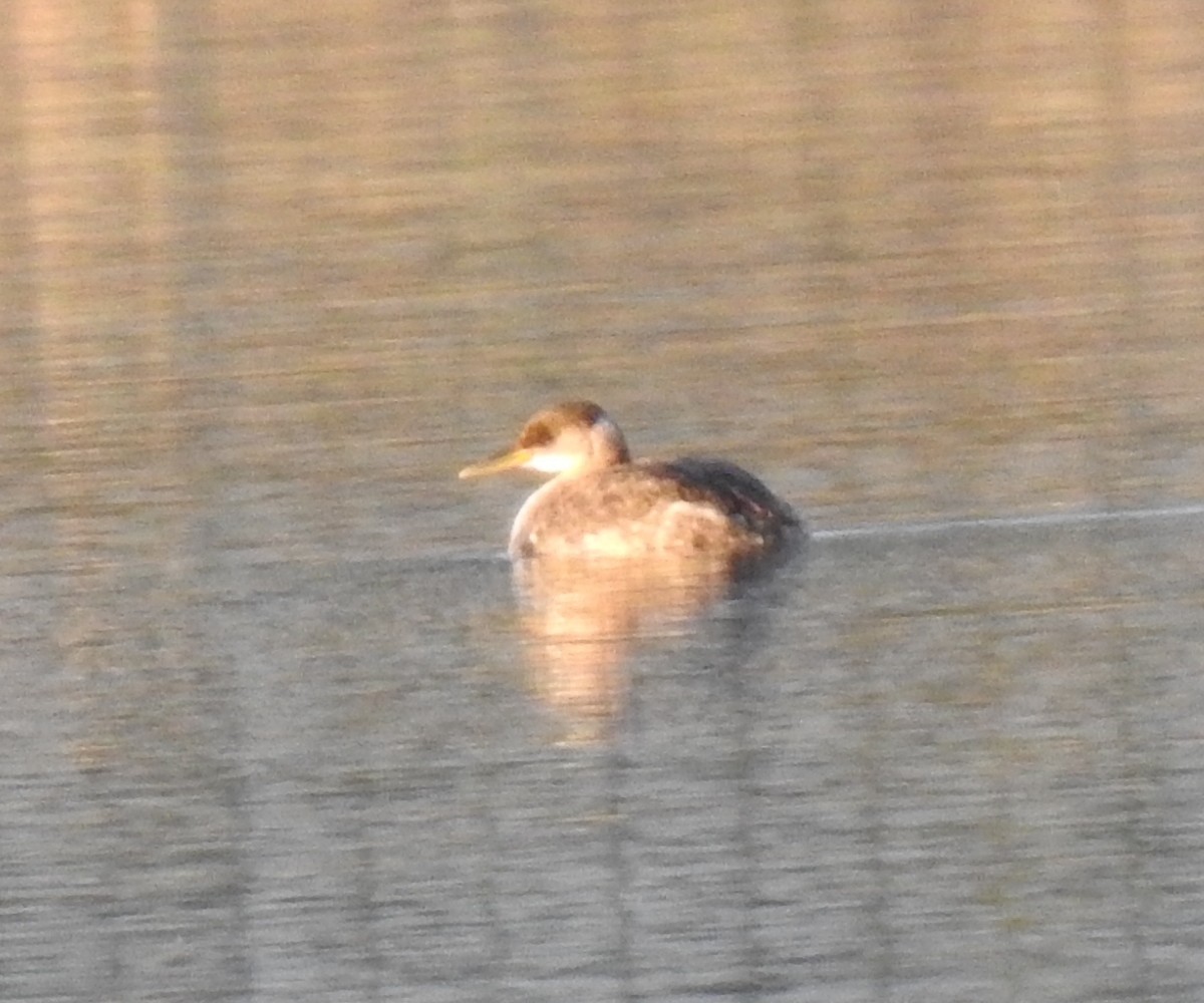 Red-necked Grebe - ML614039453