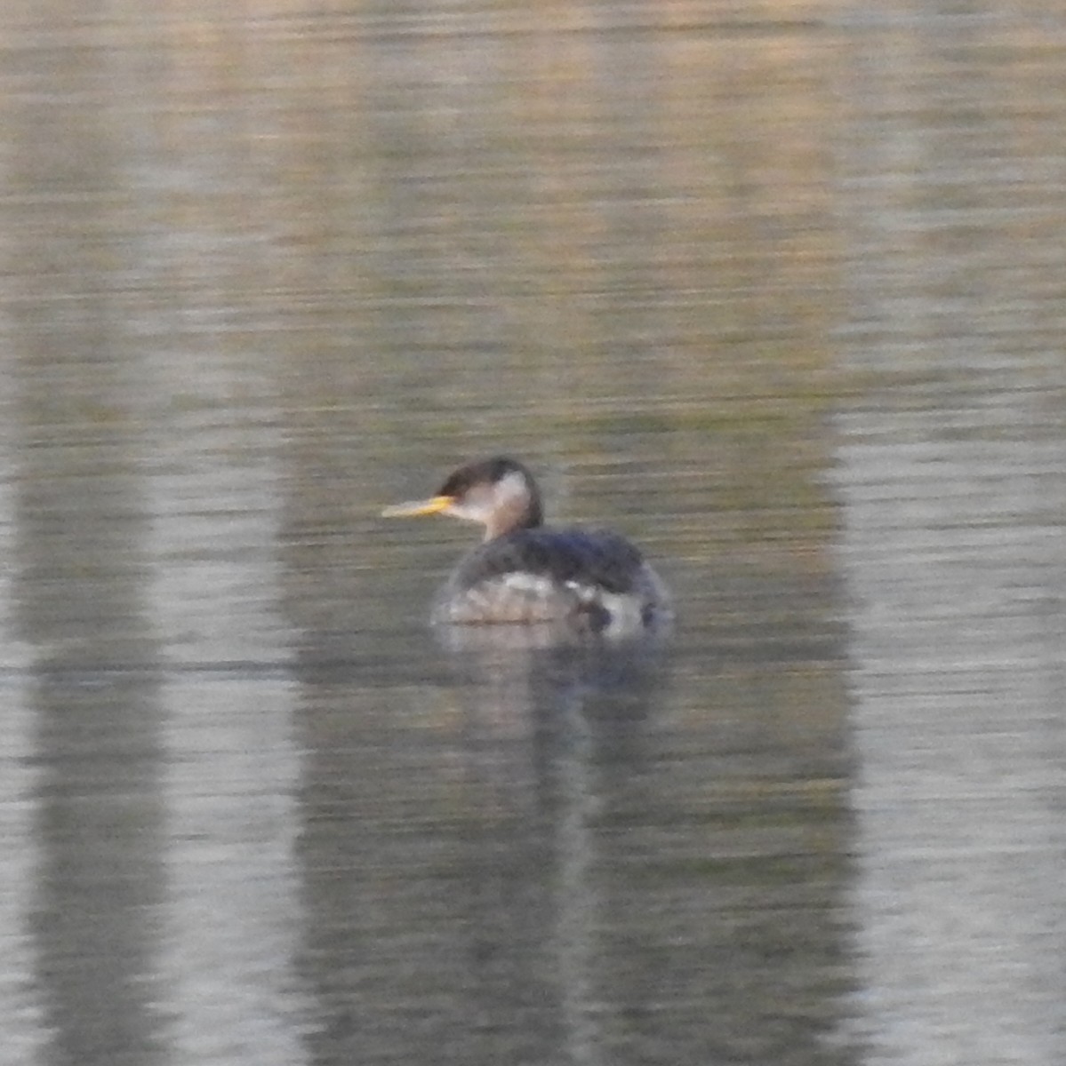 Red-necked Grebe - ML614039457