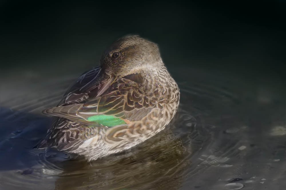 Green-winged Teal - Fran Meyerson