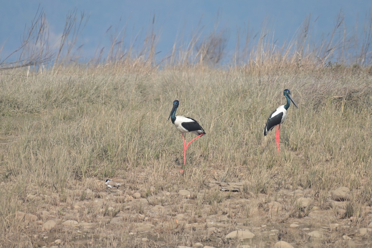 Black-necked Stork - ML614039506