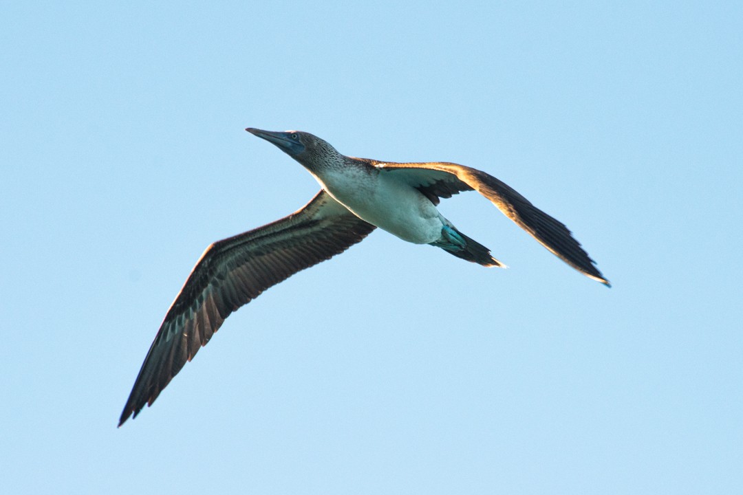 Blue-footed Booby - ML614039726